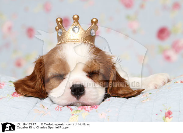 Cavalier King Charles Spaniel Welpe / Cavalier King Charles Spaniel Puppy / JH-17977