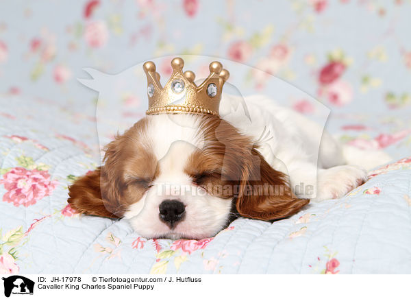 Cavalier King Charles Spaniel Welpe / Cavalier King Charles Spaniel Puppy / JH-17978
