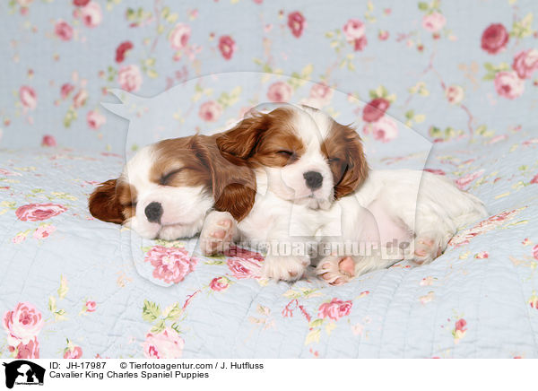 Cavalier King Charles Spaniel Welpen / Cavalier King Charles Spaniel Puppies / JH-17987