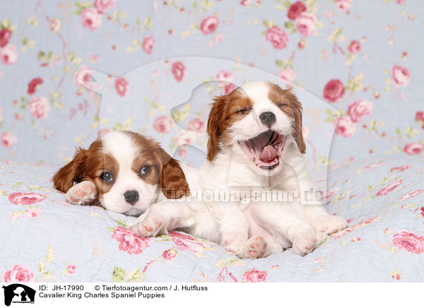 Cavalier King Charles Spaniel Welpen / Cavalier King Charles Spaniel Puppies / JH-17990