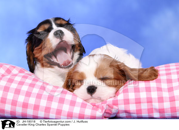 Cavalier King Charles Spaniel Welpen / Cavalier King Charles Spaniel Puppies / JH-18018