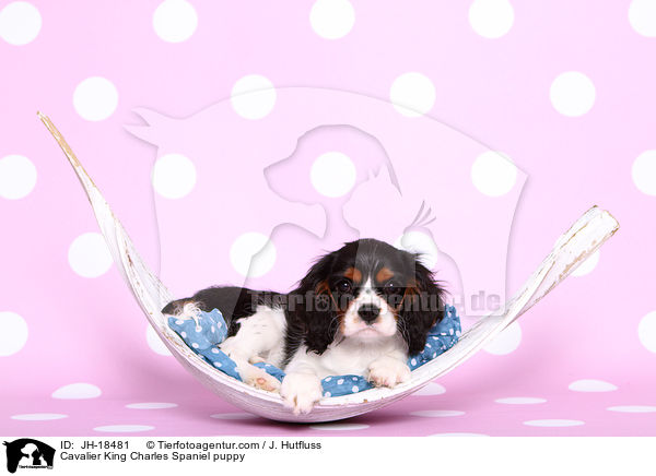 Cavalier King Charles Spaniel Welpe / Cavalier King Charles Spaniel puppy / JH-18481