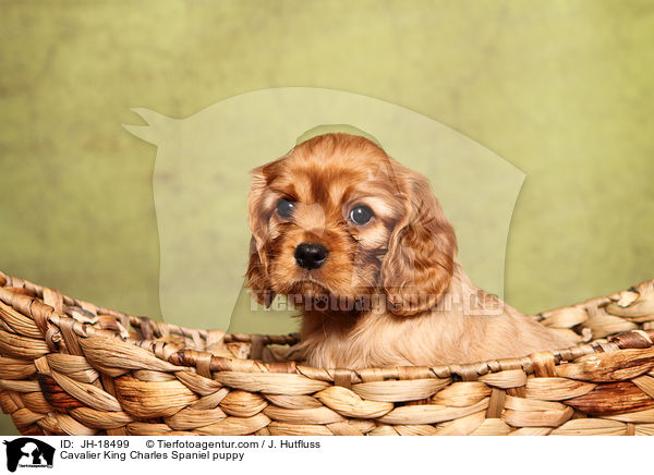 Cavalier King Charles Spaniel Welpe / Cavalier King Charles Spaniel puppy / JH-18499