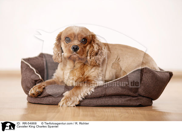 Cavalier King Charles Spaniel / Cavalier King Charles Spaniel / RR-54868