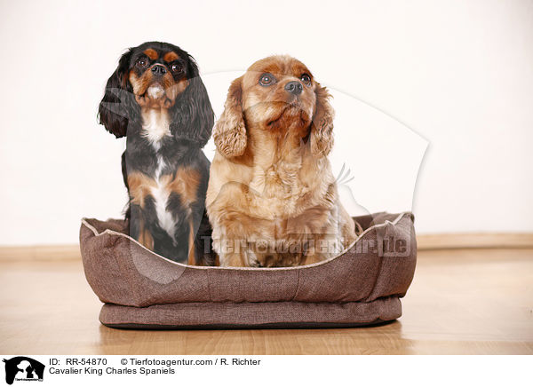 Cavalier King Charles Spaniels / Cavalier King Charles Spaniels / RR-54870