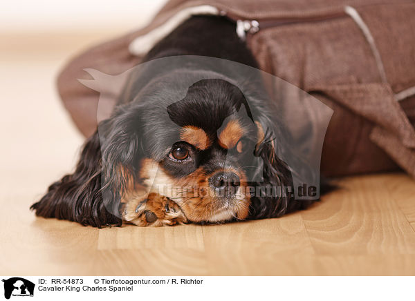 Cavalier King Charles Spaniel / Cavalier King Charles Spaniel / RR-54873