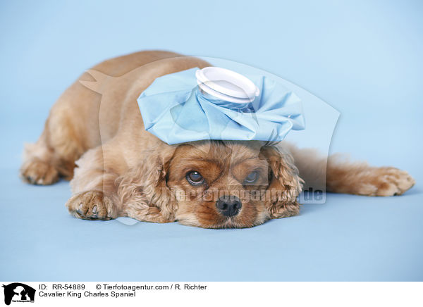 Cavalier King Charles Spaniel / Cavalier King Charles Spaniel / RR-54889