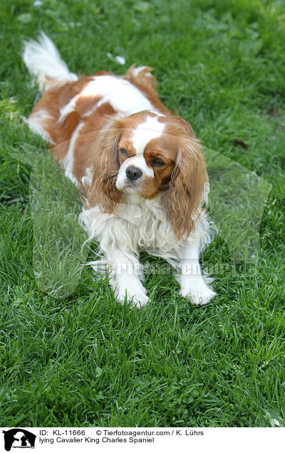 liegender Cavalier King Charles Spaniel / lying Cavalier King Charles Spaniel / KL-11666