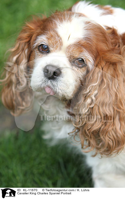 Cavalier King Charles Spaniel Portrait / Cavalier King Charles Spaniel Portrait / KL-11670