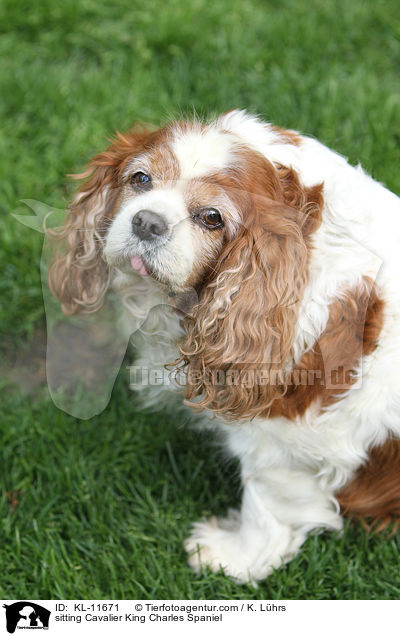 sitzender Cavalier King Charles Spaniel / sitting Cavalier King Charles Spaniel / KL-11671