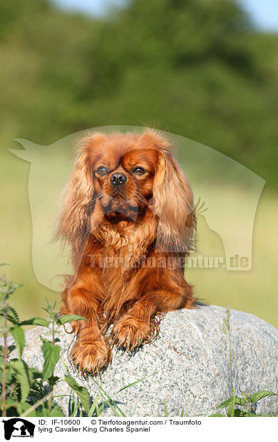 liegender Cavalier King Charles Spaniel / lying Cavalier King Charles Spaniel / IF-10600