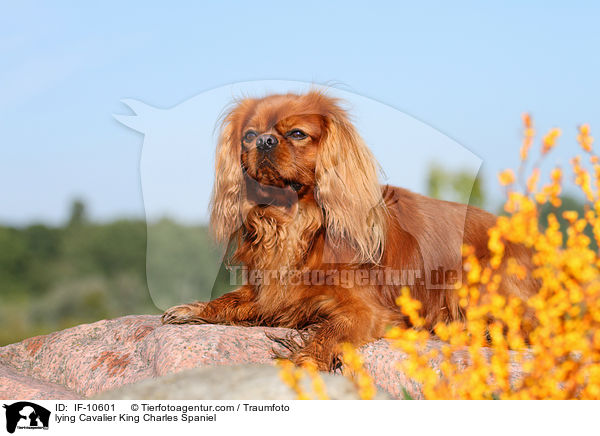 liegender Cavalier King Charles Spaniel / lying Cavalier King Charles Spaniel / IF-10601