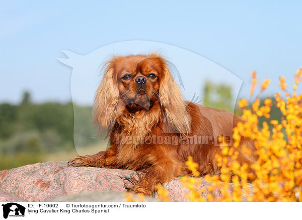 liegender Cavalier King Charles Spaniel / lying Cavalier King Charles Spaniel / IF-10602