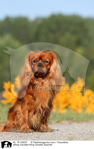 sitzender Cavalier King Charles Spaniel / sitting Cavalier King Charles Spaniel / IF-10607