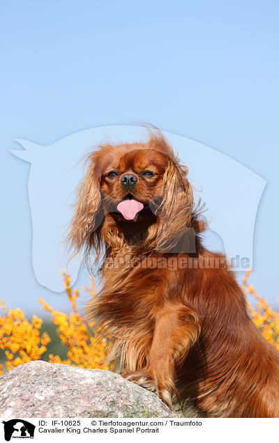 Cavalier King Charles Spaniel Portrait / Cavalier King Charles Spaniel Portrait / IF-10625