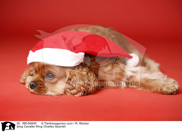 liegender Cavalier King Charles Spaniel / lying Cavalier King Charles Spaniel / RR-58895