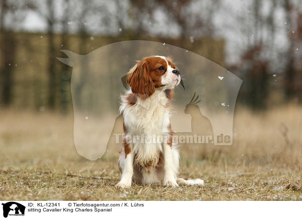 sitting Cavalier King Charles Spaniel / KL-12341