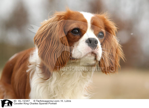 Cavalier King Charles Spaniel Portrait / KL-12347