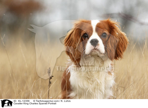 Cavalier King Charles Spaniel Portrait / KL-12356