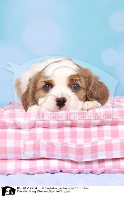 Cavalier King Charles Spaniel Welpe / Cavalier King Charles Spaniel Puppy / KL-12954