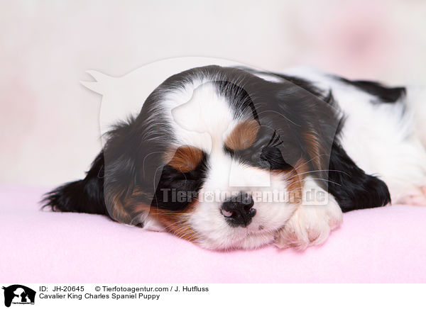 Cavalier King Charles Spaniel Welpe / Cavalier King Charles Spaniel Puppy / JH-20645