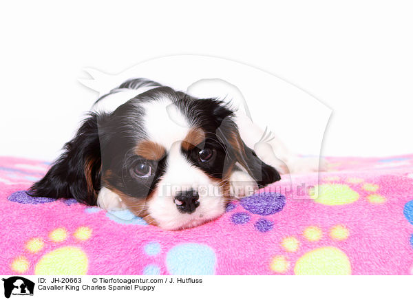 Cavalier King Charles Spaniel Welpe / Cavalier King Charles Spaniel Puppy / JH-20663