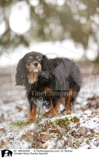 Cavalier King Charles Spaniel / Cavalier King Charles Spaniel / RR-64590