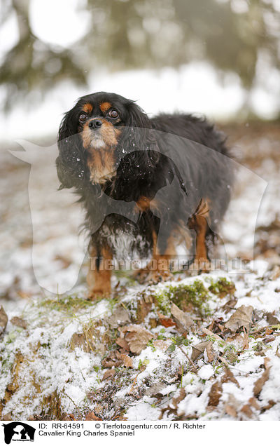 Cavalier King Charles Spaniel / Cavalier King Charles Spaniel / RR-64591