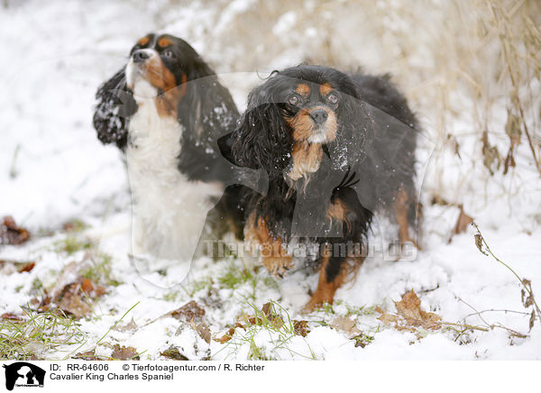 Cavalier King Charles Spaniel / RR-64606