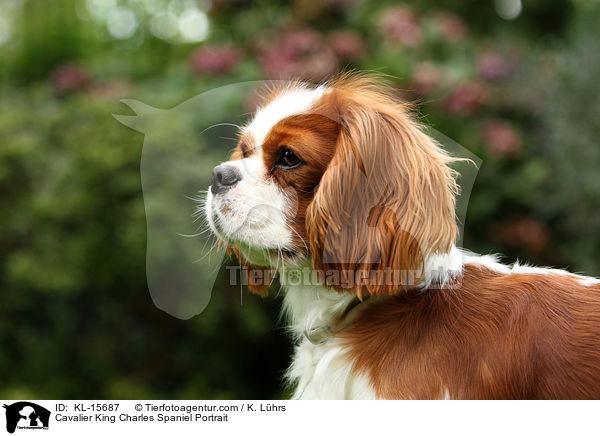 Cavalier King Charles Spaniel Portrait / KL-15687