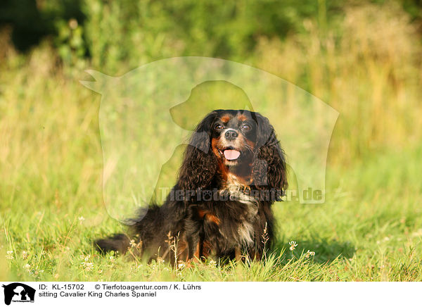 sitting Cavalier King Charles Spaniel / KL-15702