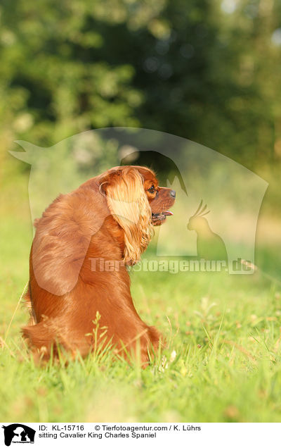 sitzender Cavalier King Charles Spaniel / sitting Cavalier King Charles Spaniel / KL-15716