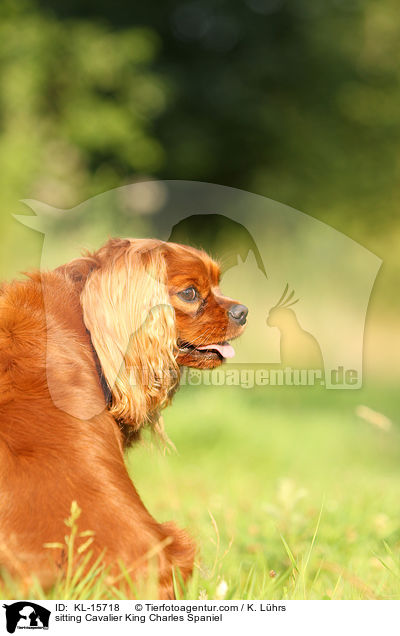 sitzender Cavalier King Charles Spaniel / sitting Cavalier King Charles Spaniel / KL-15718