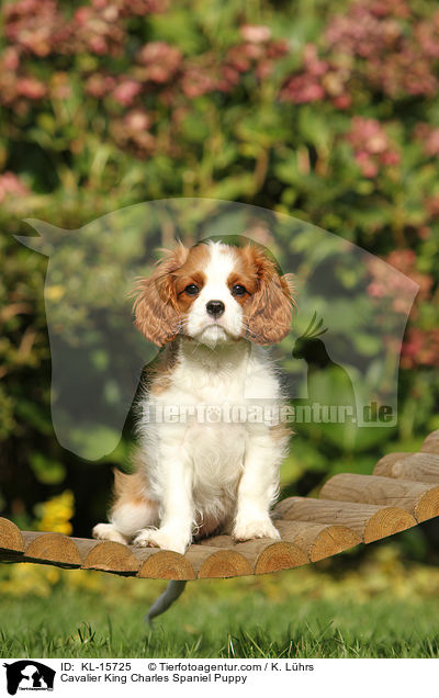 Cavalier King Charles Spaniel Welpe / Cavalier King Charles Spaniel Puppy / KL-15725