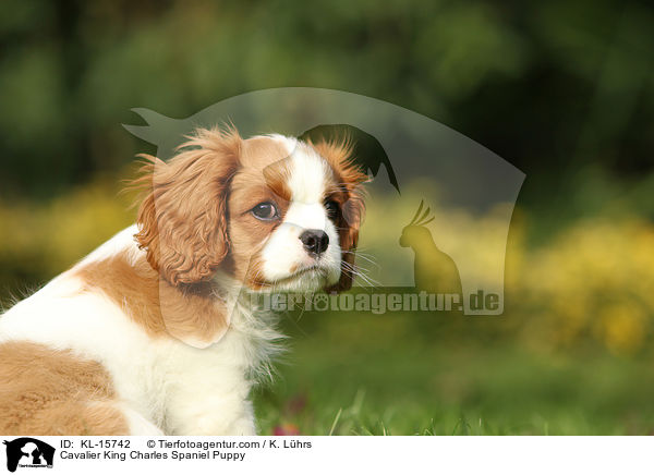 Cavalier King Charles Spaniel Welpe / Cavalier King Charles Spaniel Puppy / KL-15742