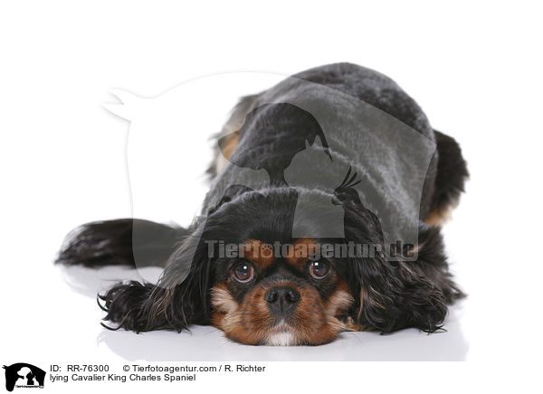 liegender Cavalier King Charles Spaniel / lying Cavalier King Charles Spaniel / RR-76300