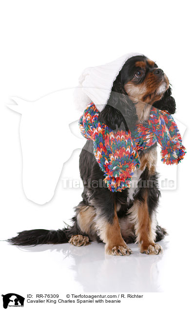 Cavalier King Charles Spaniel mit Mtze / Cavalier King Charles Spaniel with beanie / RR-76309