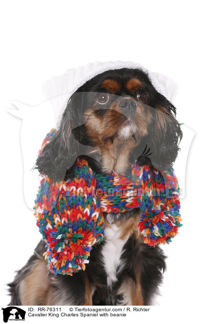 Cavalier King Charles Spaniel with beanie / RR-76311