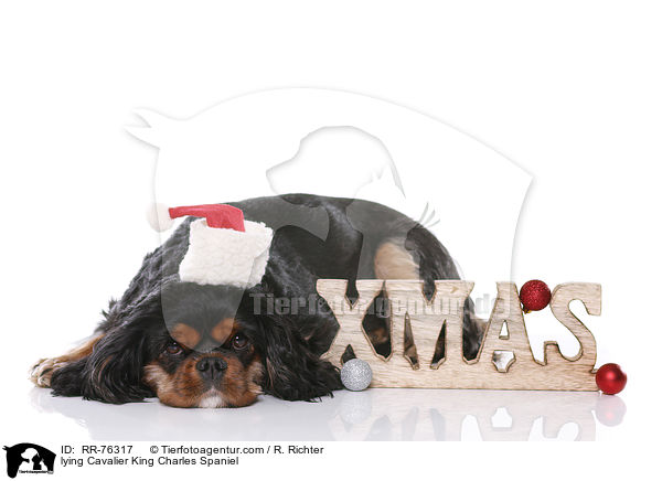 liegender Cavalier King Charles Spaniel / lying Cavalier King Charles Spaniel / RR-76317