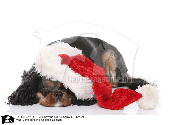 liegender Cavalier King Charles Spaniel / lying Cavalier King Charles Spaniel / RR-76318