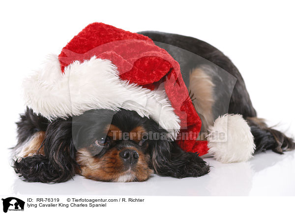 liegender Cavalier King Charles Spaniel / lying Cavalier King Charles Spaniel / RR-76319