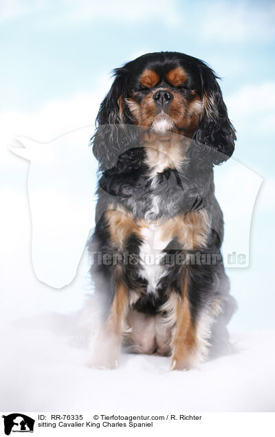 sitzender Cavalier King Charles Spaniel / sitting Cavalier King Charles Spaniel / RR-76335