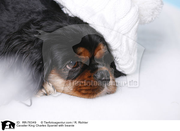 Cavalier King Charles Spaniel mit Mtze / Cavalier King Charles Spaniel with beanie / RR-76349