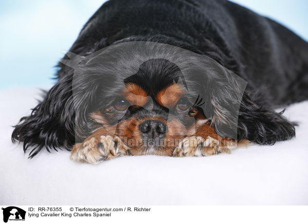 liegender Cavalier King Charles Spaniel / lying Cavalier King Charles Spaniel / RR-76355