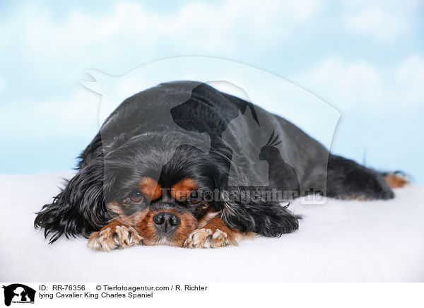 liegender Cavalier King Charles Spaniel / lying Cavalier King Charles Spaniel / RR-76356