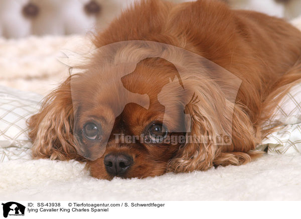 liegender Cavalier King Charles Spaniel / lying Cavalier King Charles Spaniel / SS-43938