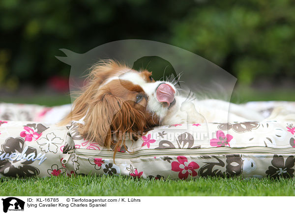 liegender Cavalier King Charles Spaniel / lying Cavalier King Charles Spaniel / KL-16785