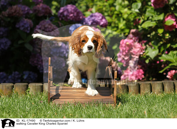 laufender Cavalier King Charles Spaniel / walking Cavalier King Charles Spaniel / KL-17490