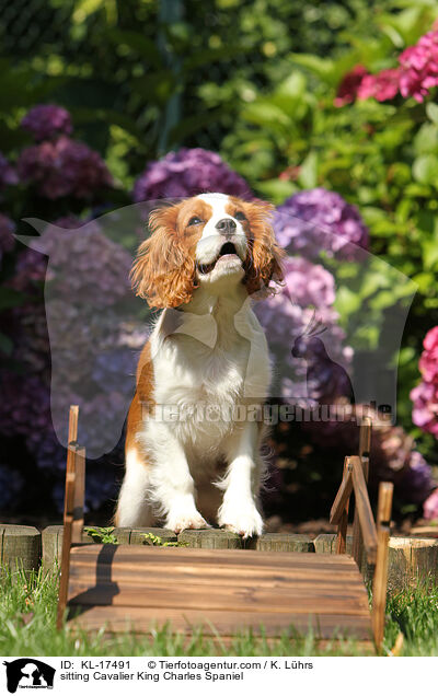 sitzender Cavalier King Charles Spaniel / sitting Cavalier King Charles Spaniel / KL-17491