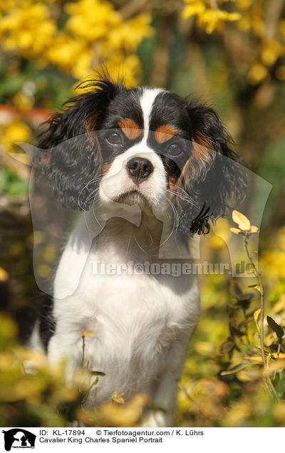 Cavalier King Charles Spaniel Portrait / Cavalier King Charles Spaniel Portrait / KL-17894